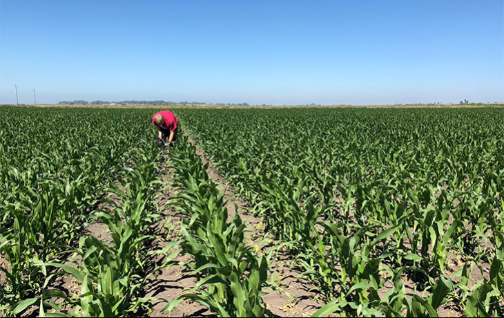 tilling a corn field