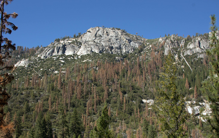 A photo of a forest with green and dead trees, killed by a beetle infestation in the southern Sierra.