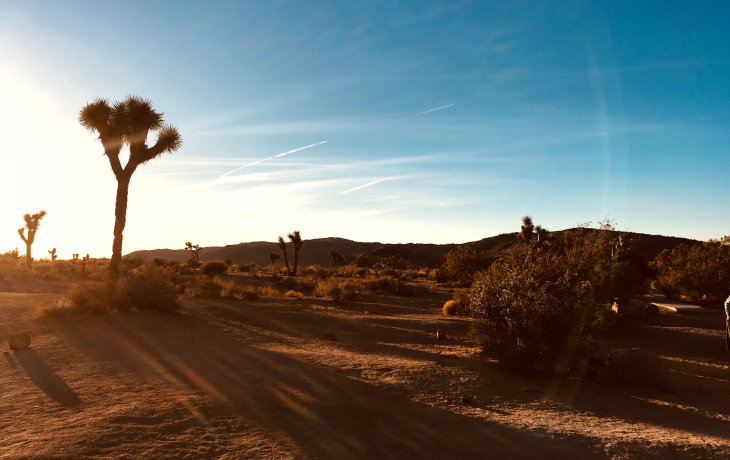 Image of Joshua Tree National Park