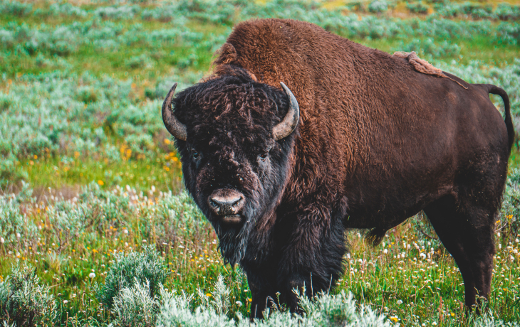 Bison in a field