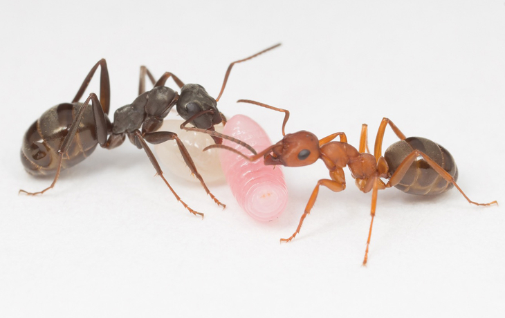 ants and larvae