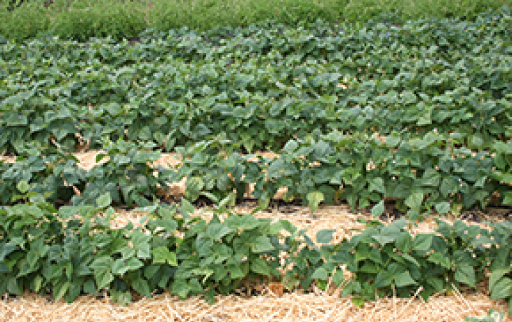 bean fields