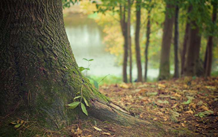 An oak tree.