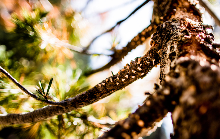 Close-up of blister rust disease on branch.