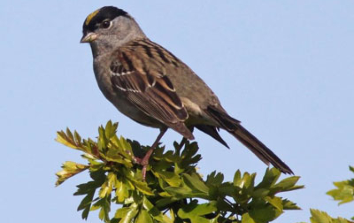 Golden-Crowned Sparrow,