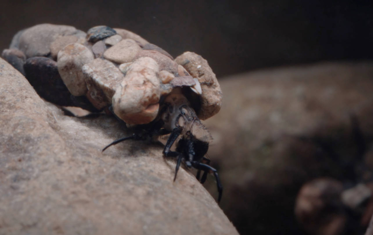 Caddisfly photo: Josh Cassidy/KQED