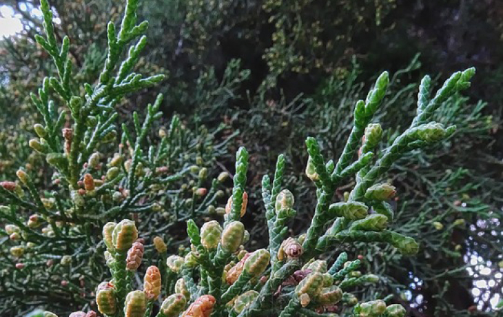cypress leaves
