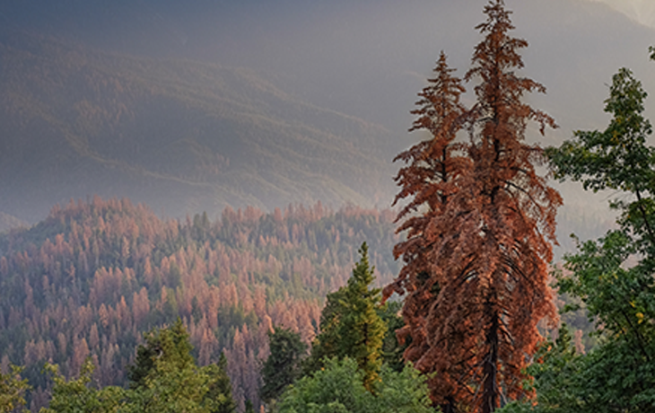Dead sugar pine trees