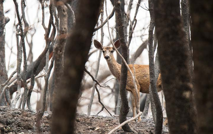 Deer looking into camera.