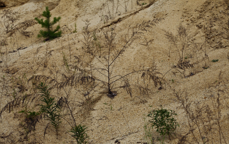 A dryland sandy environment