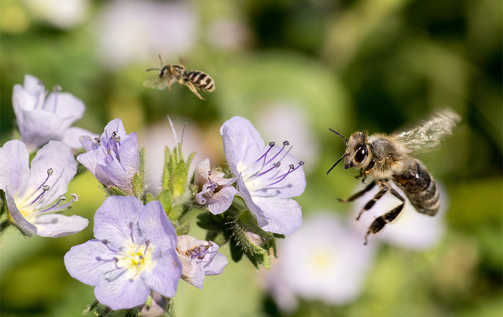 Bee flying towards a flower