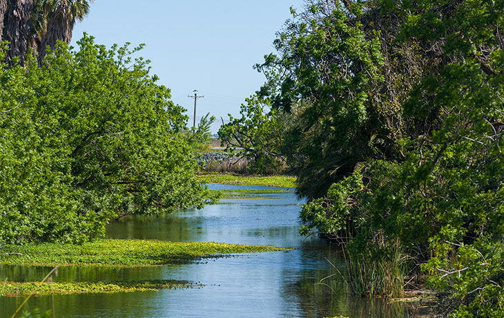 Image of wetland within vibrant greenery 