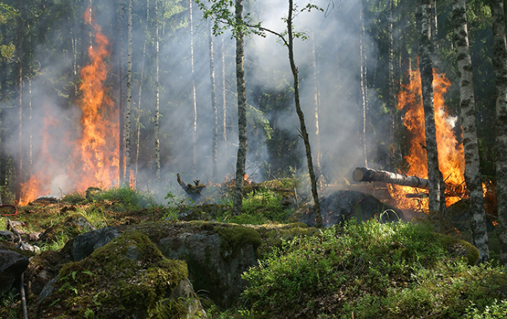 Small fire in forest understory
