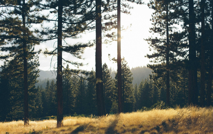 Image of a forest