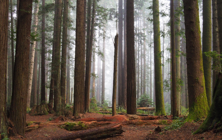 Redwood forest
