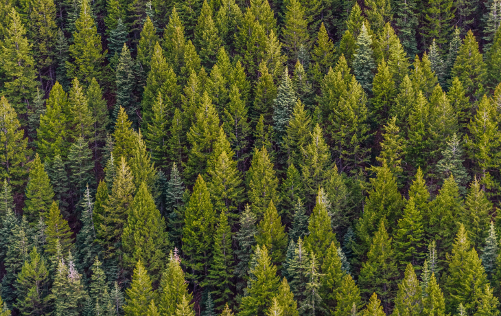 Pine trees packed together in a forest