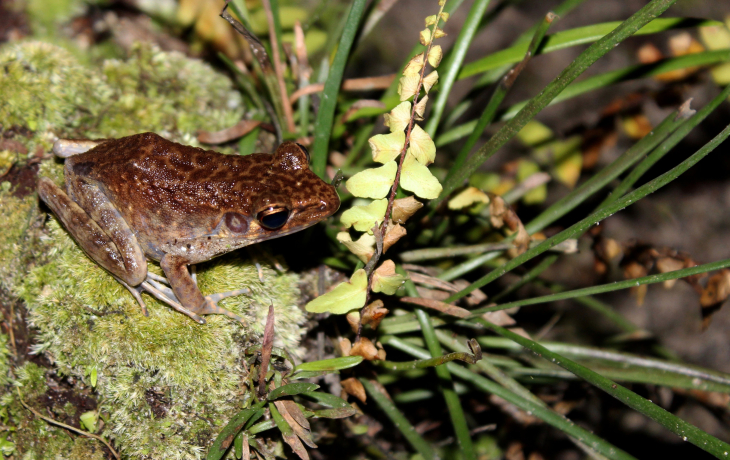 A hylarana glandulosa frog