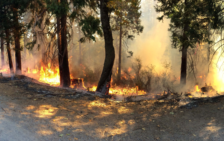 A panoramic photo of trees burning in a forest fire.