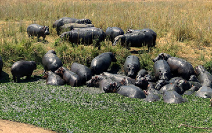 hippos