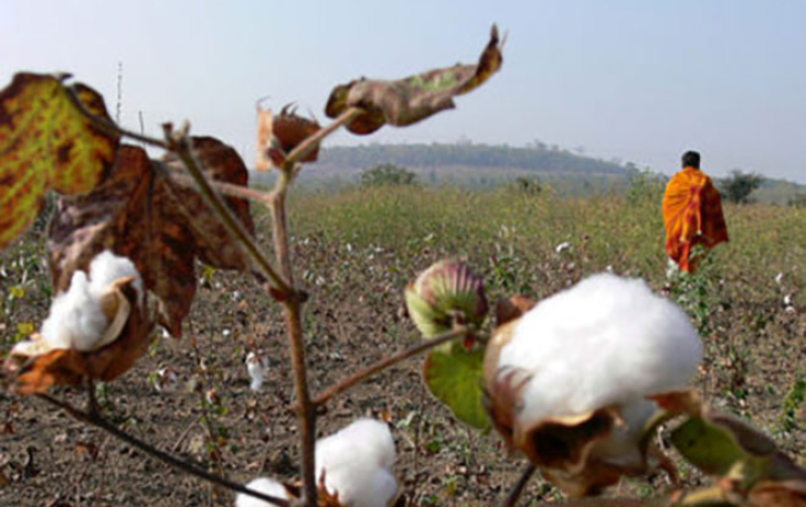 Indian farmer in a field