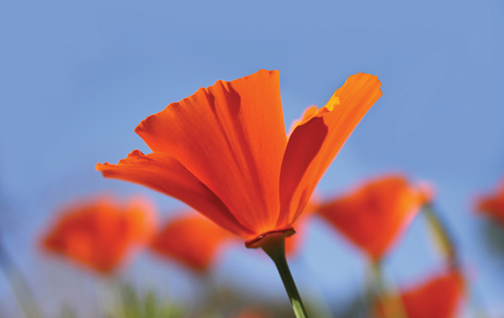 California poppy