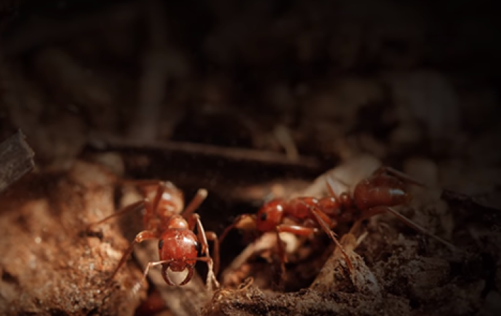 Two ants. 