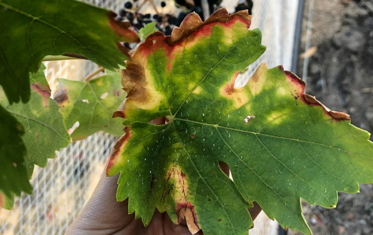 Symptomatic grapevines in a Hopland vineyard. A green leaf with wilted red and yellow edges.