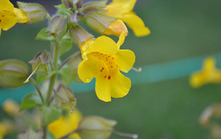 A monkeyflower plant. 