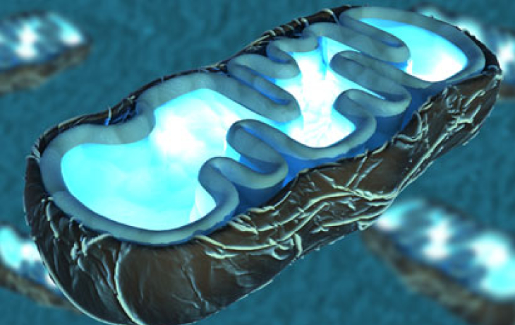 Illustration of a mitochondrion, a cell’s energy station.