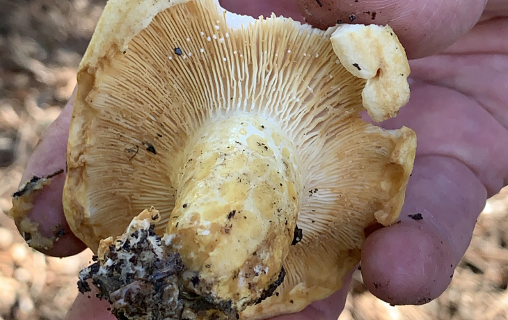 fungi from bot garden tour