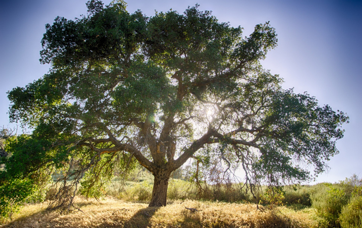An oak tree