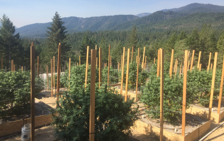 A group of marijuana plants on a marijuana farm.