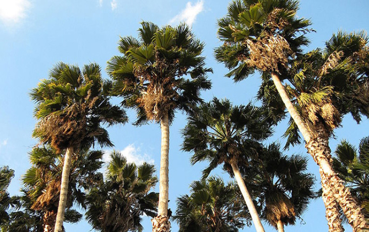 Palm trees in front of the skyscape