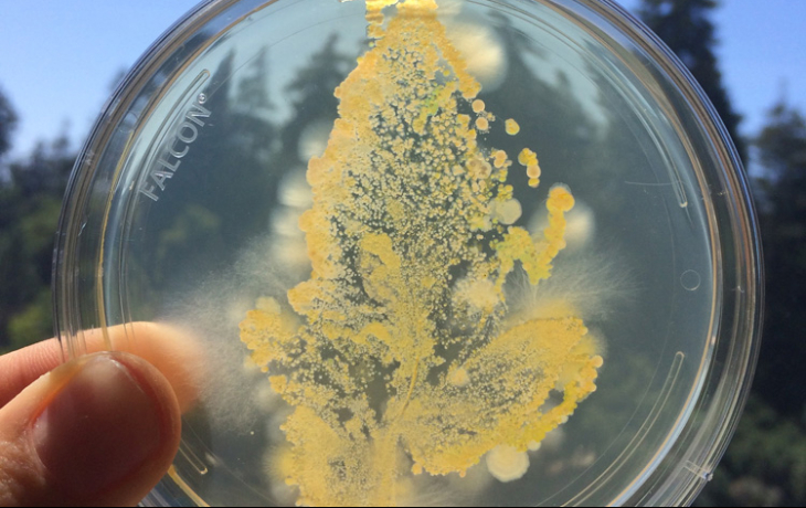 Two fingers holding up a petri dish with the imprint of a leaf formed by bacteria.