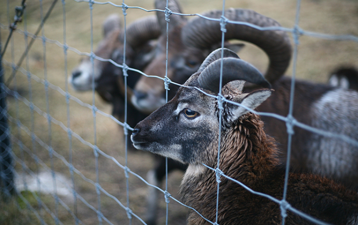 Antelope at a fence