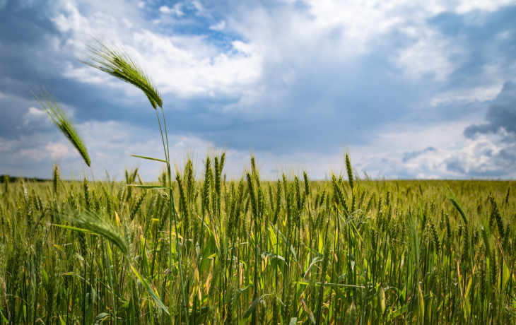 FIeld of wheat