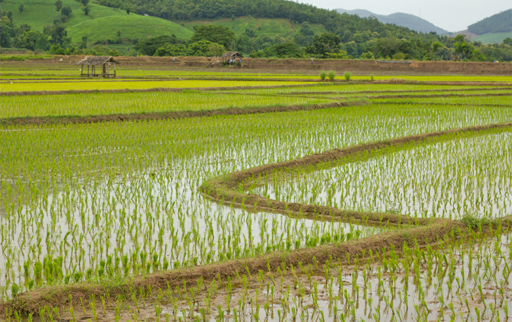 A rice paddy