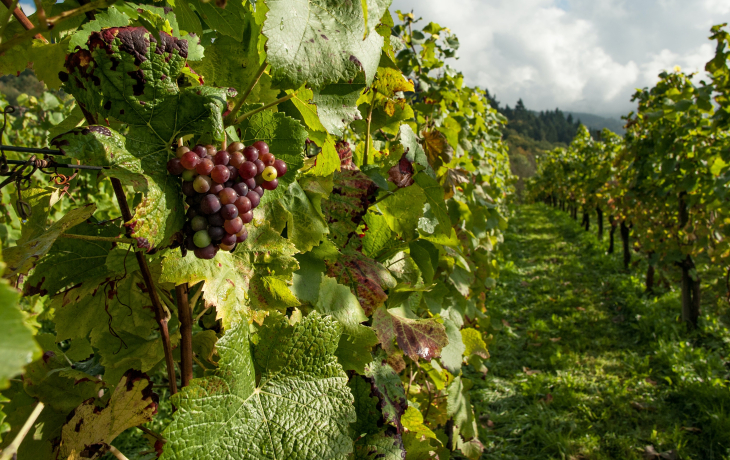 Vineyard with closeup on grapes
