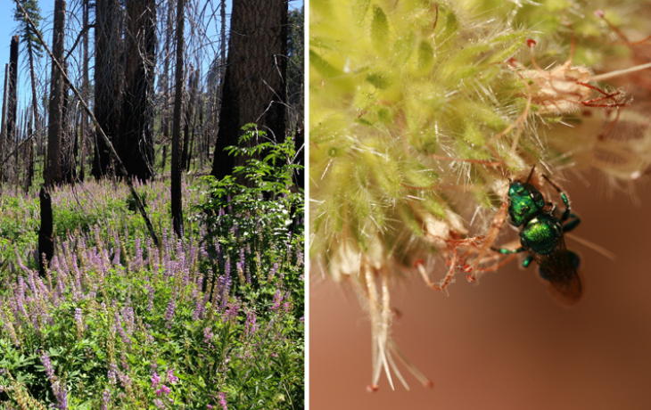 Burned forest next to pollinator on a plant