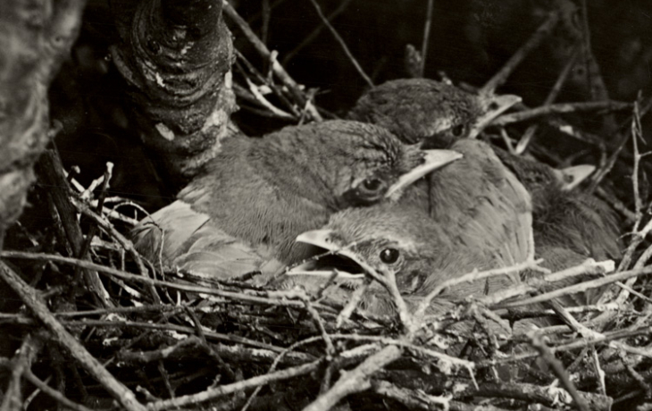 1921 photo of scrubjays