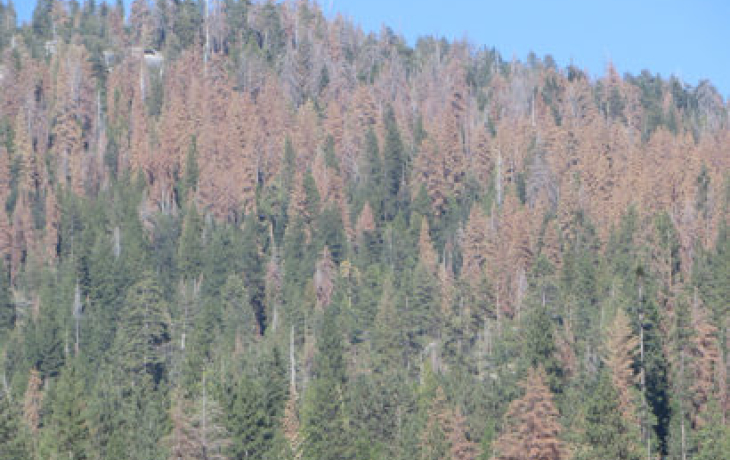 dead sierra trees