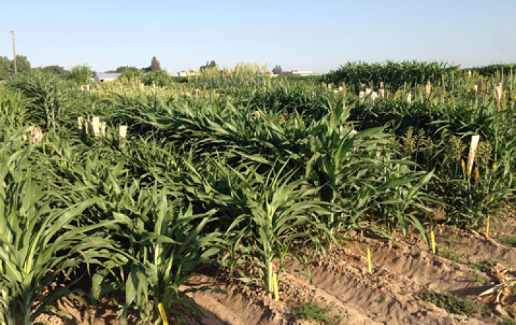 Sorghum
