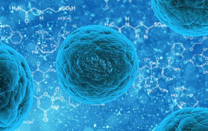 Stem cell