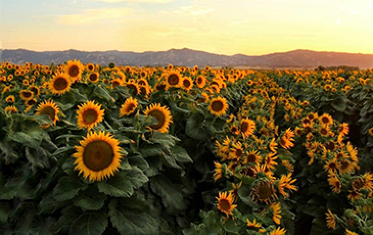 Field of Sunflowers