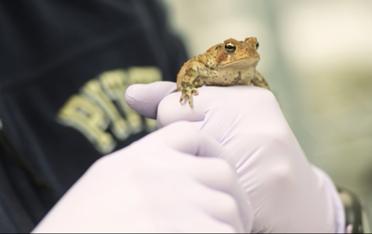 Frog resting in gloved hinds