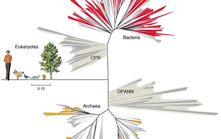 Graphic: The new groups of bacteria 