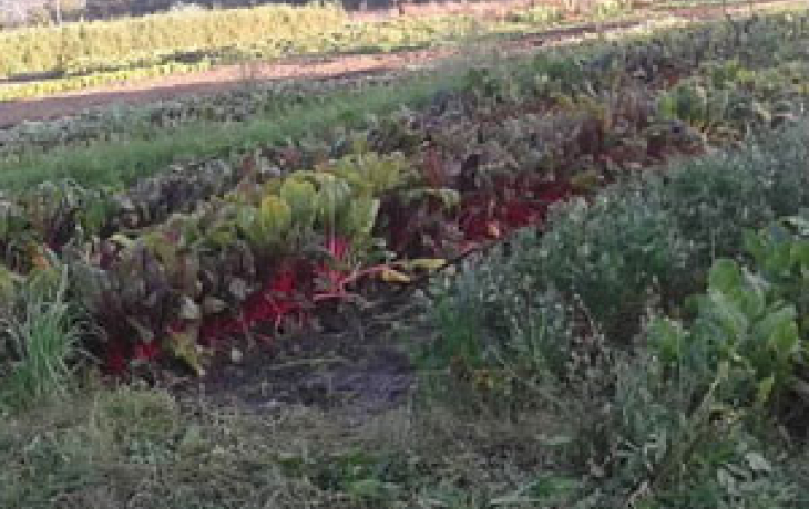 field of diverse crops