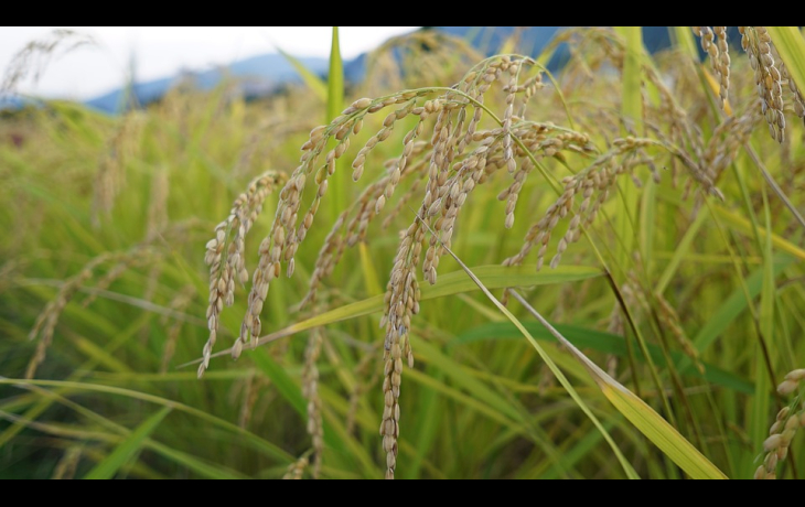 grains in japan