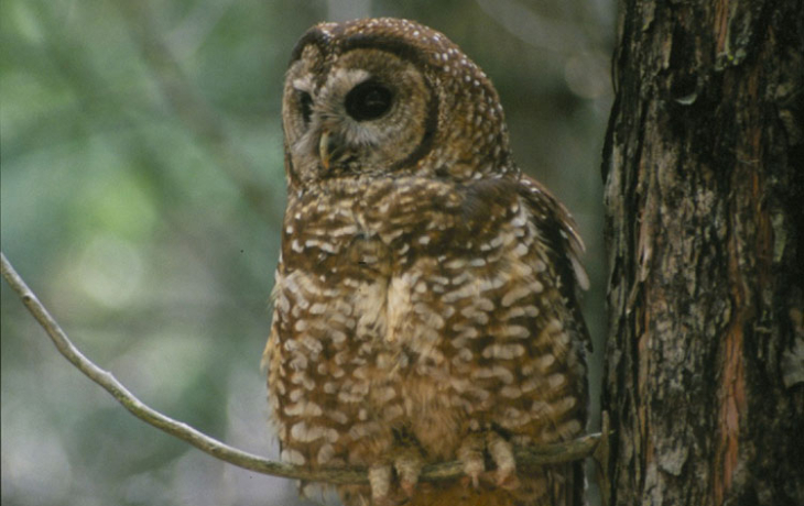 A spotted owl sitting in a tree