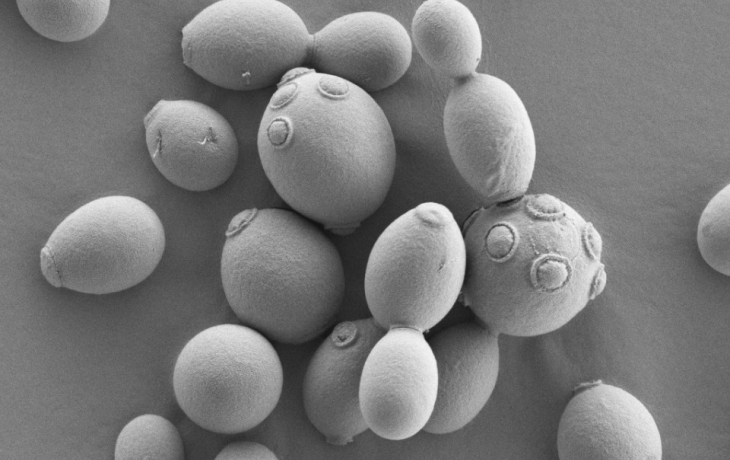 closeup image of yeast